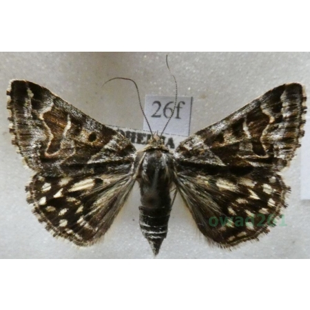 Euclidia mi (Clerck, 1759) Wygłoba szczawiówka Czech26f